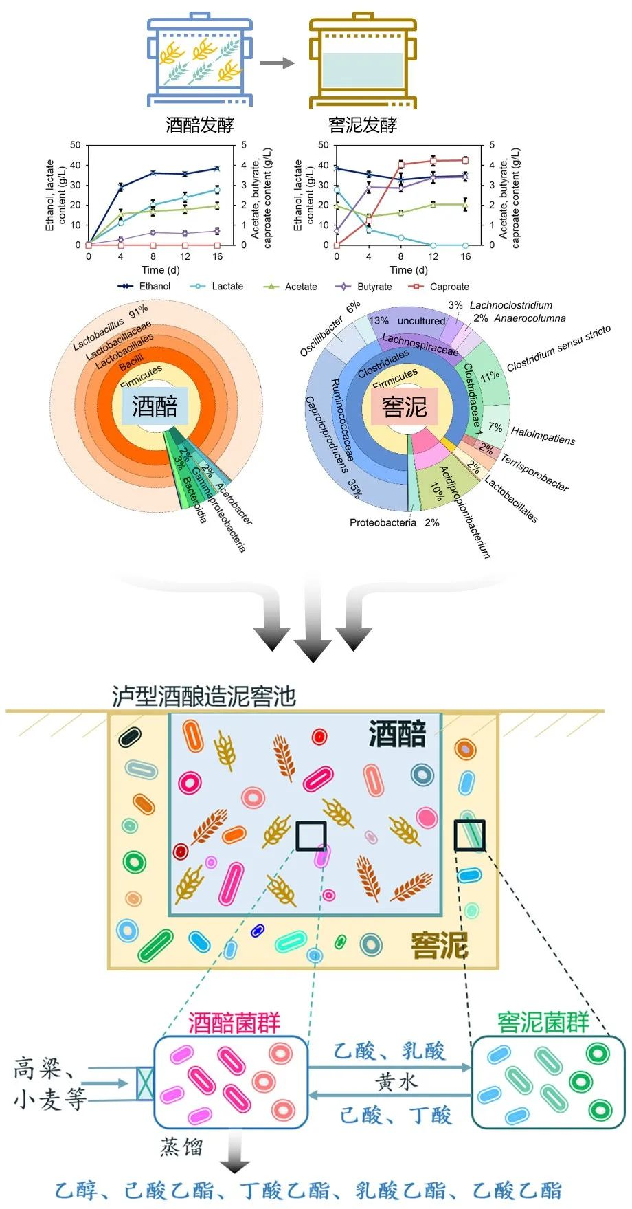 是什么成就了川酒濃香一一國寶窖池450年