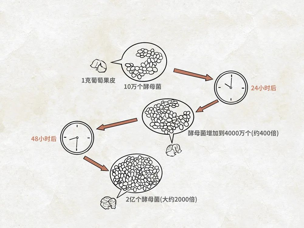 是什么成就了川酒濃香一一國寶窖池450年